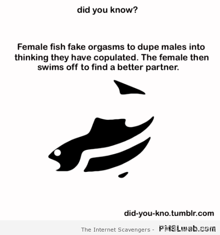 Female fish fake orgasms at PMSLweb.com