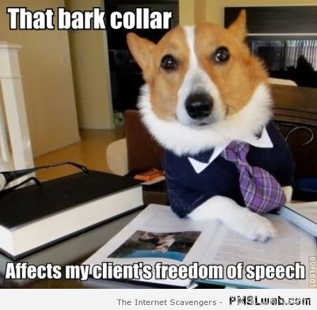 Funny lawyer dog meme at PMSLweb.com
