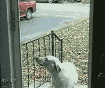 Funny dog and screen door – Funny dogs at PMSLweb.com