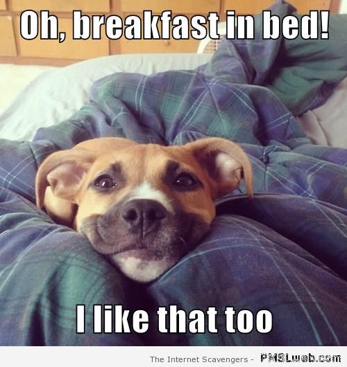Breakfast in bed dog meme with PMSLweb.com