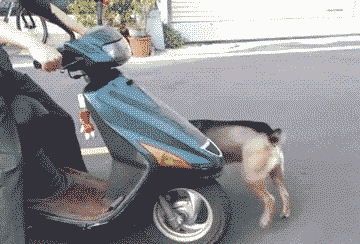 Funny scooter dog at PMSLweb.com
