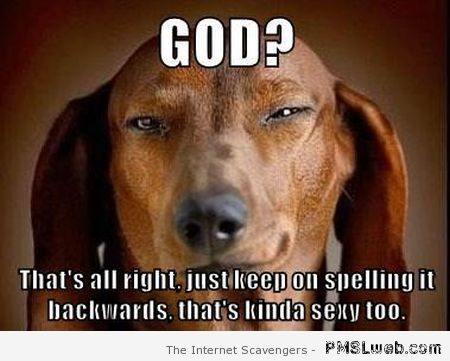 God interesting dog meme at PMSLweb.com