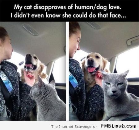 Cat disapproves human/dog relationship humor at PMSLweb.com