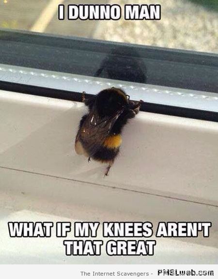 Funny bumblebee meme – Wednesday guffaws at PMSLweb.com