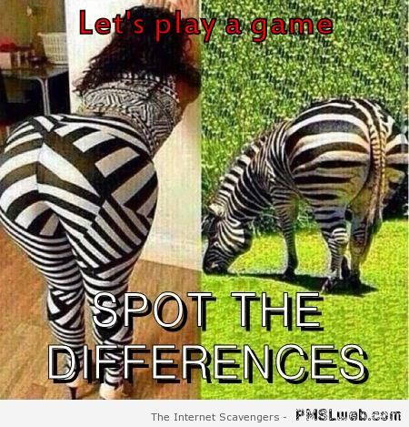 Funny zebra spot the differences