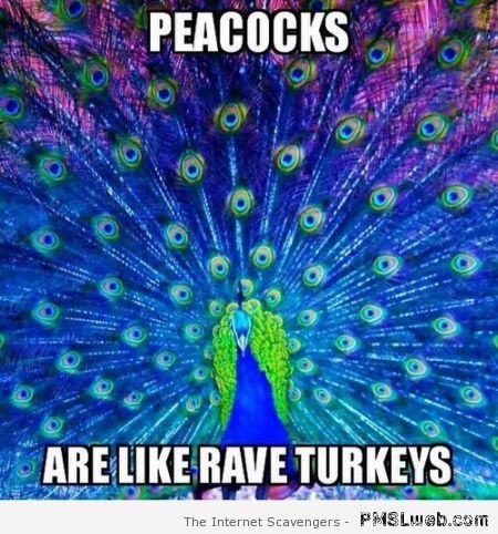 Peacocks are like rave turkeys meme – Wednesday guffaws at PMSLweb.com