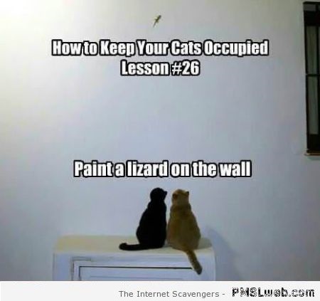 Funny how to keep your cats occupied at PMSLweb.com