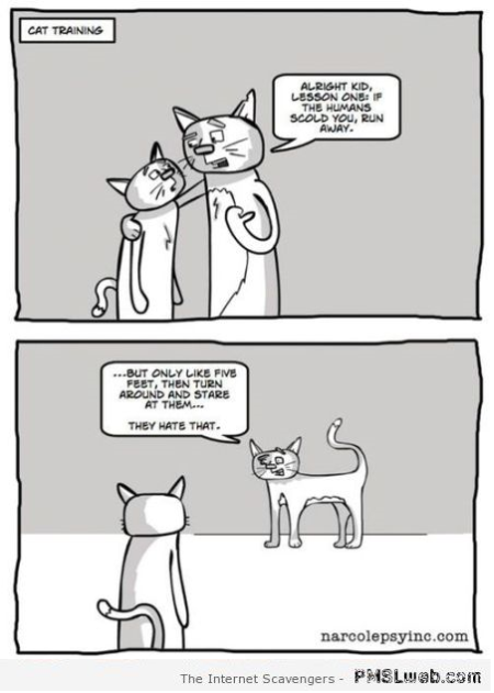 Funny cat training cartoon at PMSLweb.com