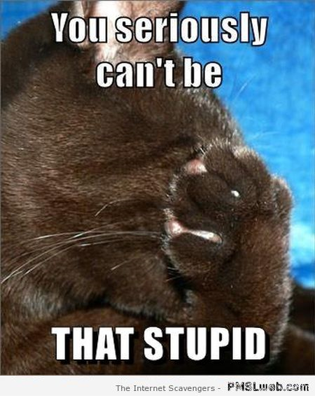 You can’t be that stupid  funny cat meme – Hilarious cats at PMSLweb.com