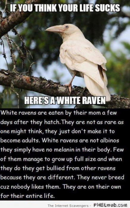 14-the-life-of-a-white-raven-humor