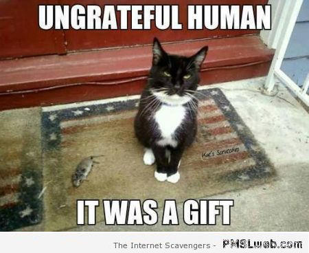 Ungrateful human cat meme at PMSLweb.com