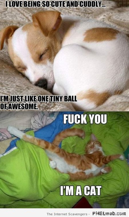 Funny dog vs cat sleeping at PMSLweb.com