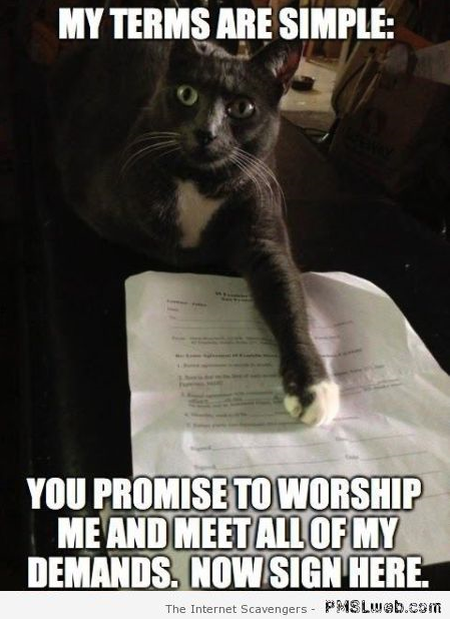 My terms are simple funny cat meme at PMSLweb.com