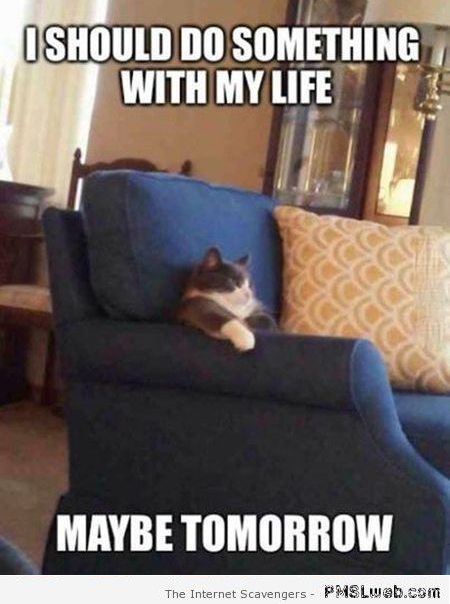 I should do something with my life cat meme at PMSLweb.com
