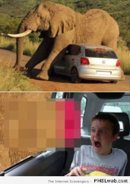 Kid shocked by elephant’s penis humor at PMSLweb.com