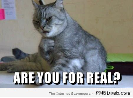 Are you for real funny cat meme at PMSLweb.com