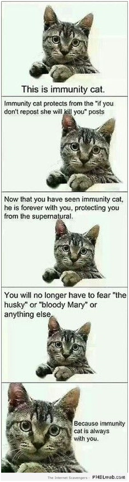 Funny immunity cat at PMSLweb.com