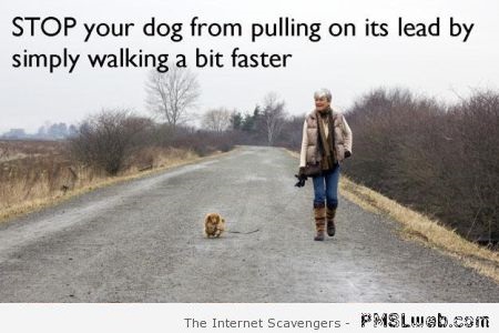 Stop your dog from pulling on its leash funny hack at PMSLweb.com