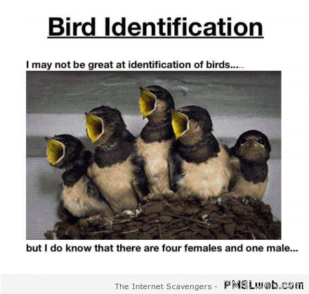 Bird identification humor at PMSLweb.com