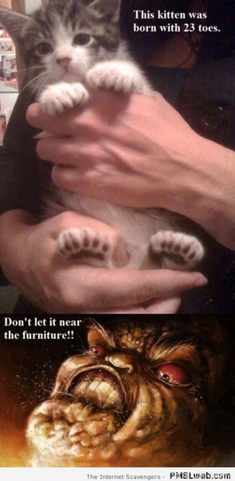 22-kitten-with-23-toes-funny-meme