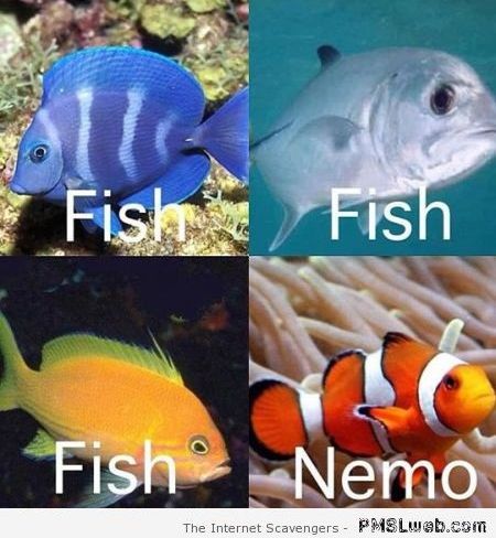 Funny fish name chart meme at PMSLweb.com