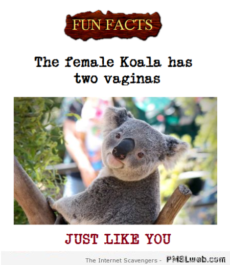 25-funny-Sarcastic-Koala-fact