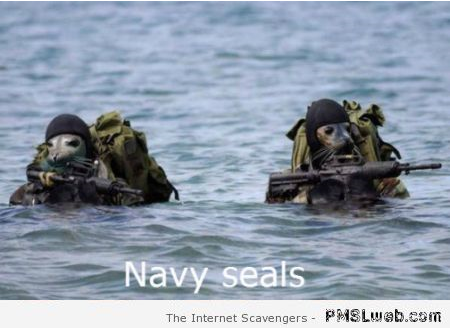 Funny navy seals at PMSLweb.com
