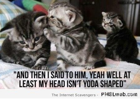 Funny Yoda shaped cat meme at PMSLweb.com