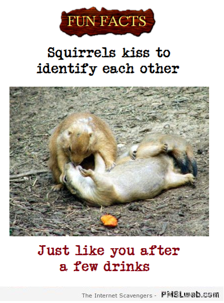 Funny sarcastic squirrel fact at PMSLweb.com
