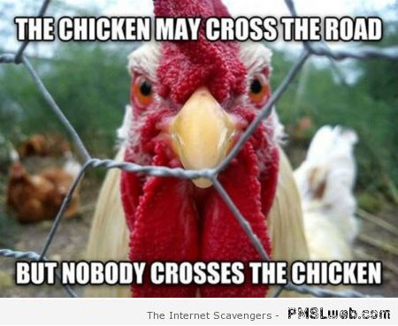 Nobody crosses the chicken meme at PMSLweb.com