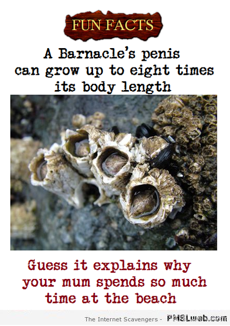 Funny sarcastic barnacle fact at PMSLweb.com