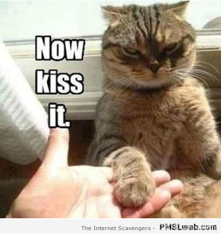 Now kiss it funny cat meme at PMSLweb.com