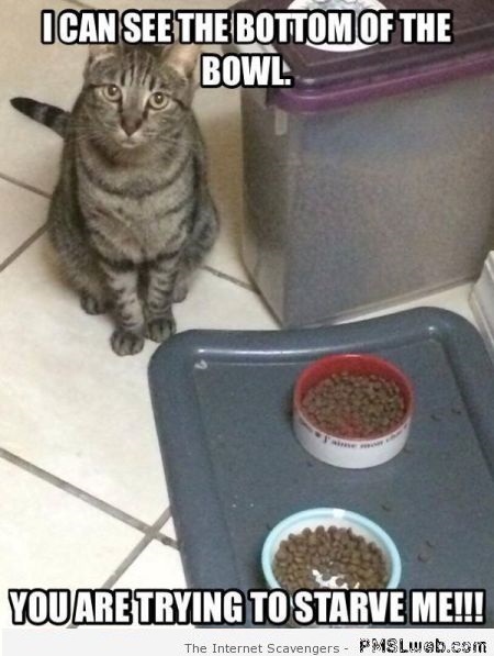 Are you trying to starve me cat meme at PMSLweb.com