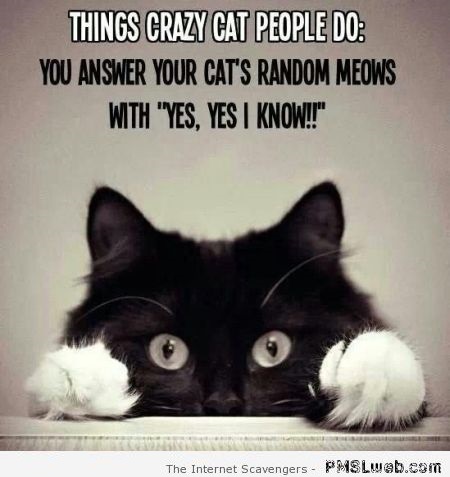 Things crazy cat people do  - Hilarious cats at PMSLweb.com