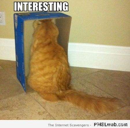 Interesting box funny cat meme at PMSLweb.com