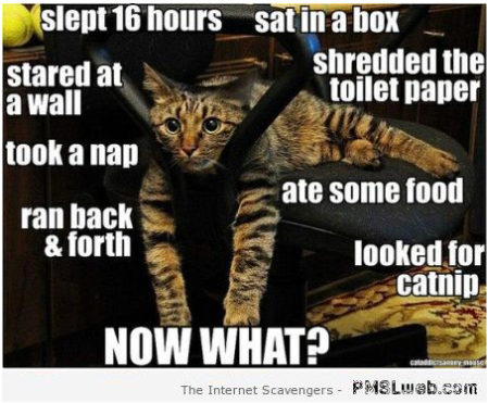 Funny cat schedule meme at PMSLweb.com