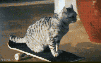 Funny skateboarding cat at PMSLweb.com