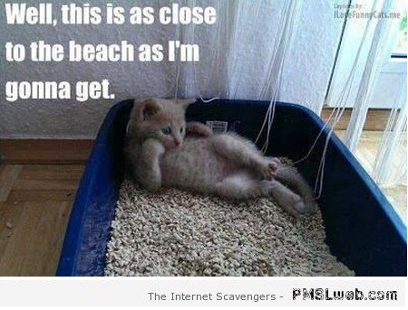 Kitty litter beach funny cat meme at PMSLweb.com