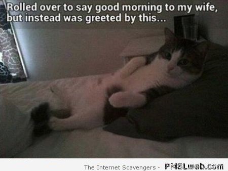 Cat greets me in bed meme – Hilarious cats at PMSLweb.com