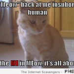 Don’t meow back at me funny cat meme – Hilarious cats at PMSLweb.com
