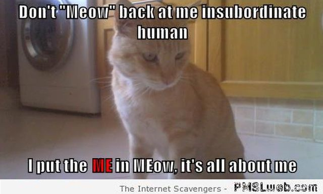 Don�t meow back at me funny cat meme � Hilarious cats at PMSLweb.com