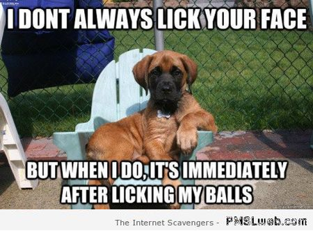 I don’t always lick your face dog meme at PMSLweb.com
