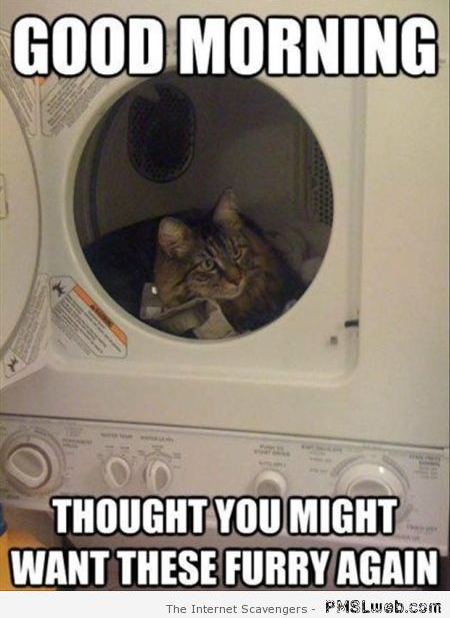 Funny cat in dryer meme at PMSLweb.com