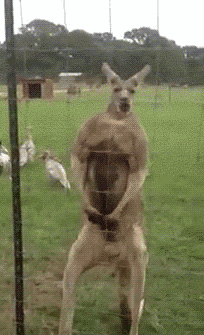 Funny massive kangaroo at PMSLweb.com