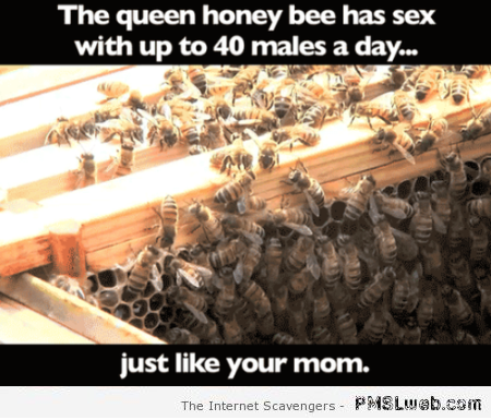 Funny the queen honey bee and your mom at PMSLweb.com