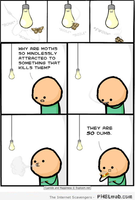 Moths are dumb funny cartoon at PMSLweb.com