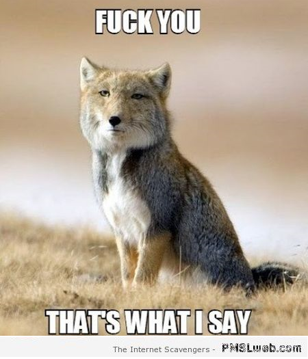 What the fox really says sarcastic meme at PMSLweb.com