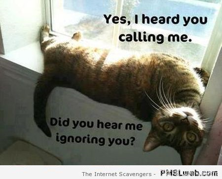 I heard you calling me cat humor at PMSLweb.com