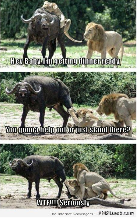 Lioness hunting humor at PMSLweb.com
