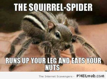 Squirrel spider meme – Friday mischief at PMSLweb.com